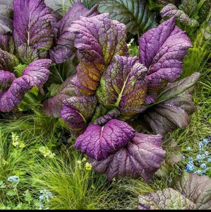200 Osaka Purple Mustard Seeds-Open Pollinated-Non GMO-Organic