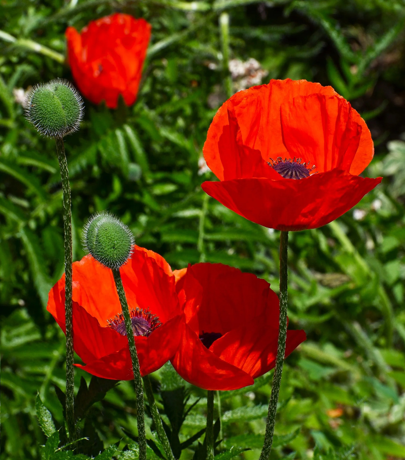 American Legion Poppy Seeds | Red Corn Poppies Remembrance Day Flower Seed 2023