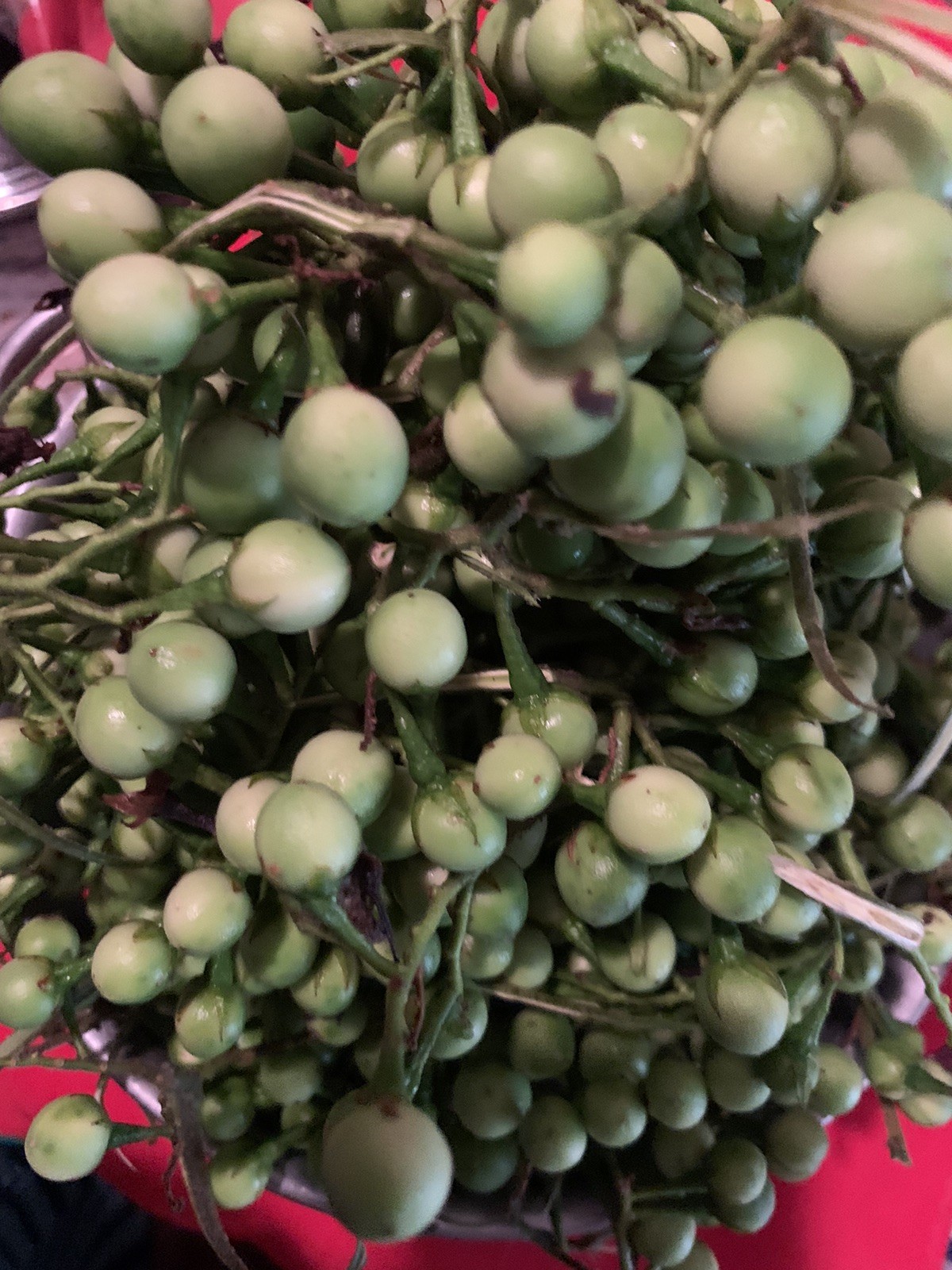 💥500 Fresh Thai Pea Eggplant, Zanmoret Seeds Pea Eggplant Turkey Berry Organic