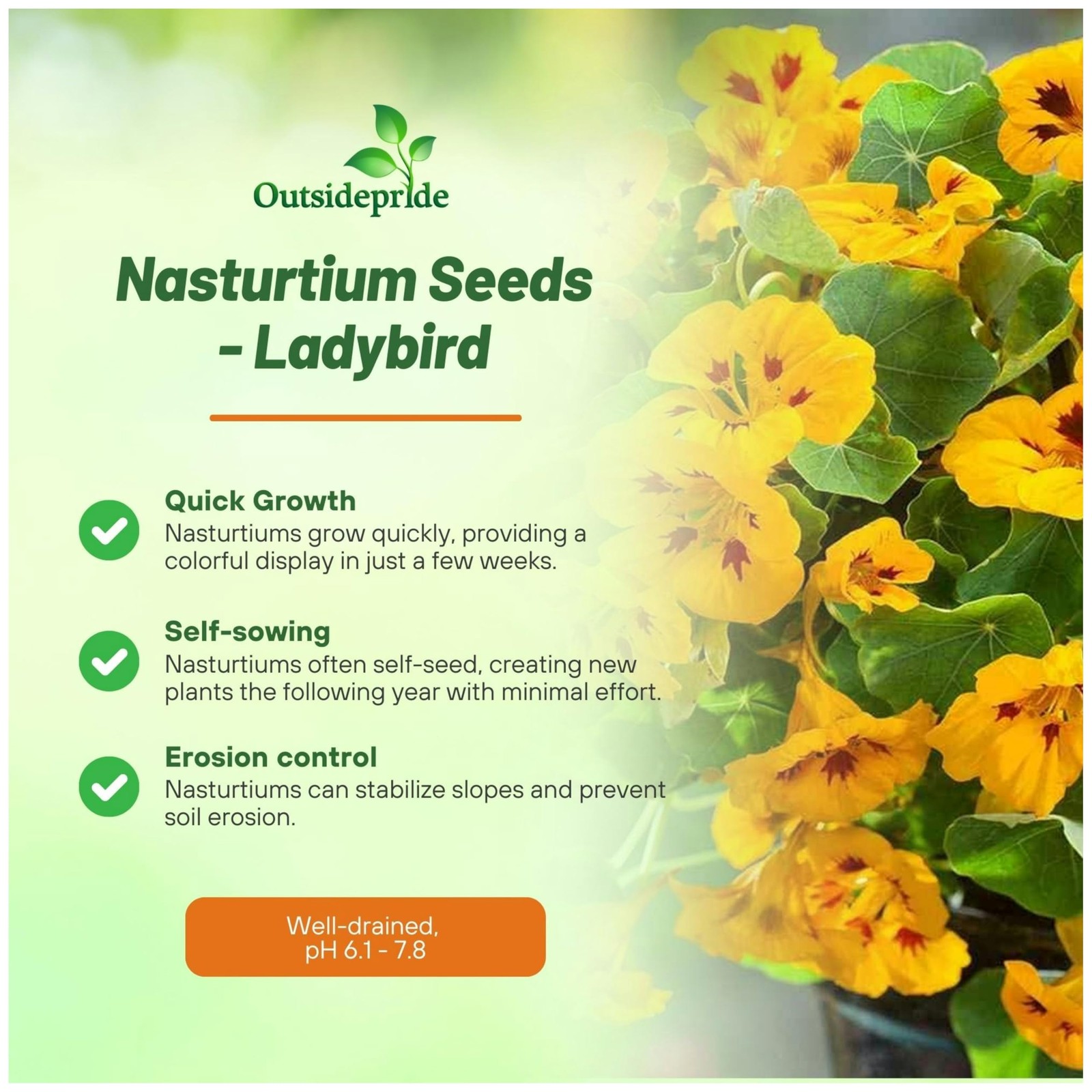 Tom Thumb Ladybird Nasturtium Seeds 200 Pcs for Vibrant Garden Blooms