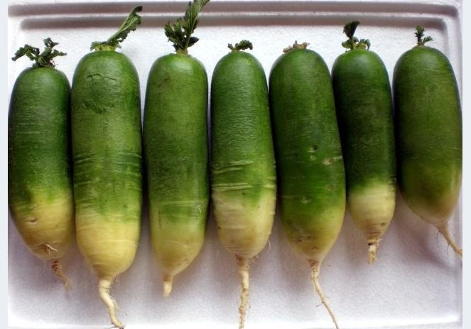 GREEN RADISH 50 + WHITE RADISH 100 SEEDS