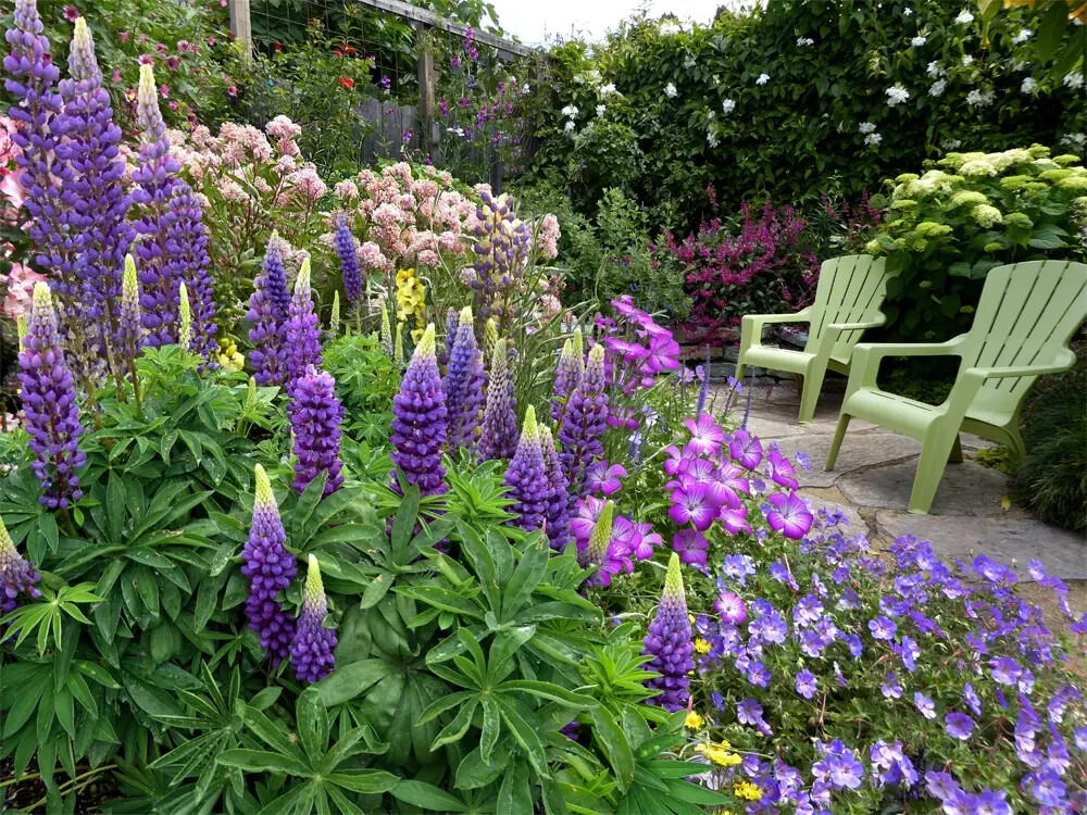 1/2 oz, 500+ seeds Russell Lupine Perennial Mixed Colors Lupinus Polyphyllus