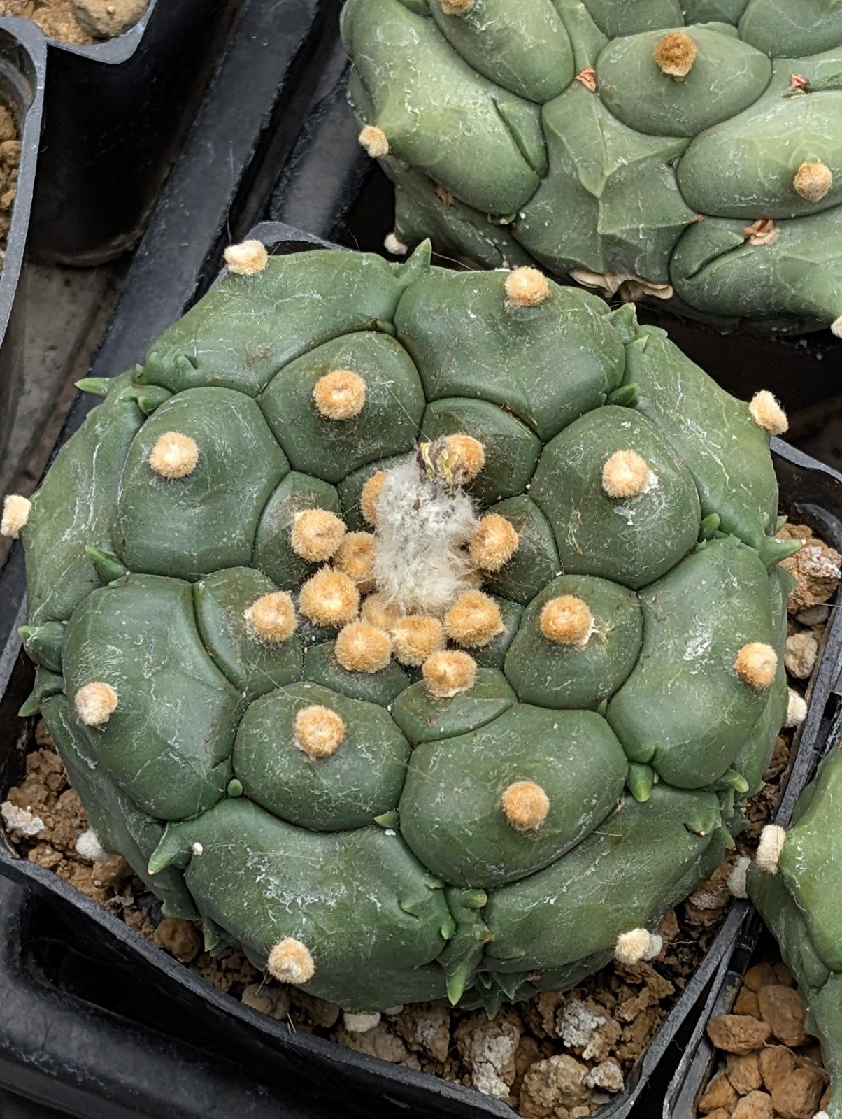Astrophytum asterias “Mixed Cultivar” 100 Seeds