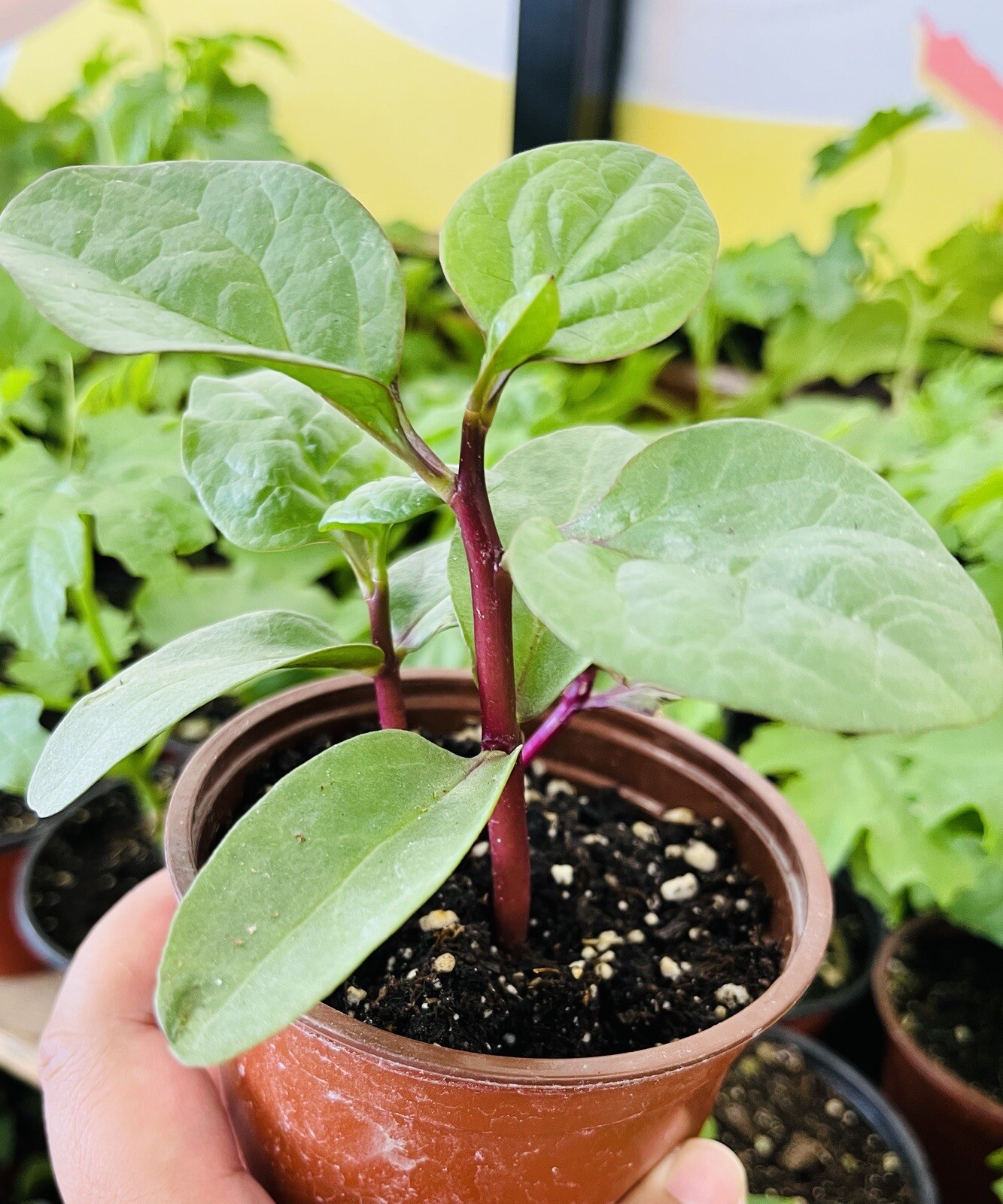 30+ SEEDSRed Malabar Spinach Seeds, Mồng Tơi Đỏ, basella alba Buy2get1free(add2)