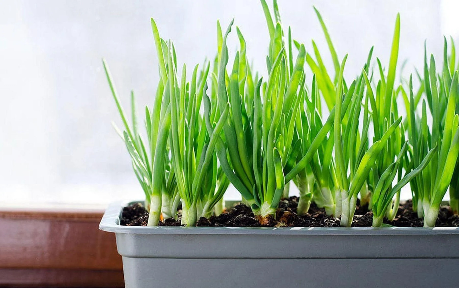 Tokyo Long White Scallion Seeds | Green Spring Onion Chives Asian Vegetable 2024