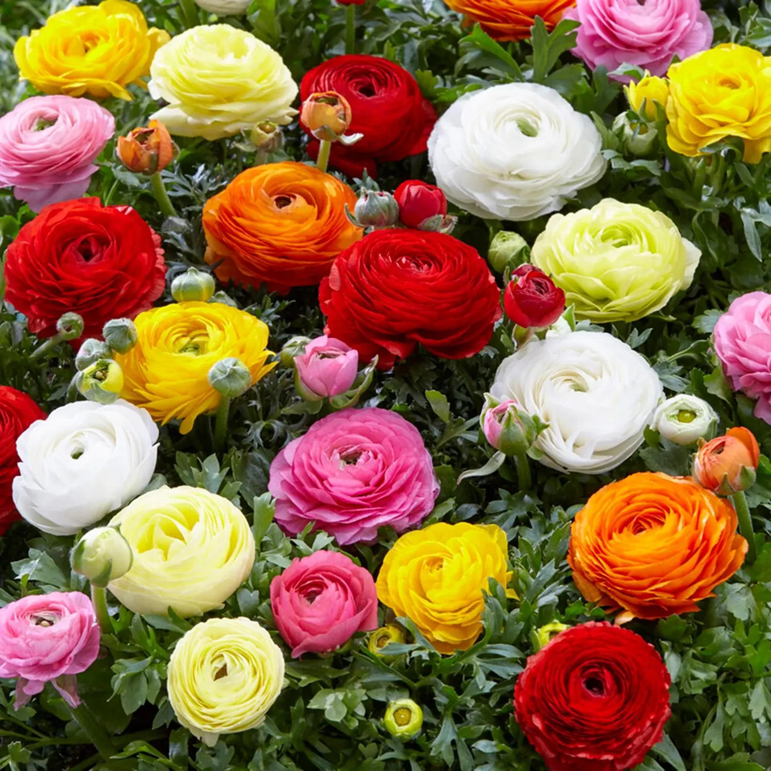 Ranunculus Flower Bulbs 25 Mix Colors Corms Peony Rose Buttercup Spring Flowers
