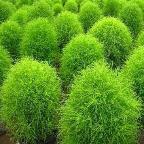 5000 Seeds Burning Bush Seeds – Kochia Trichophylla Burning Bush Flower Seeds