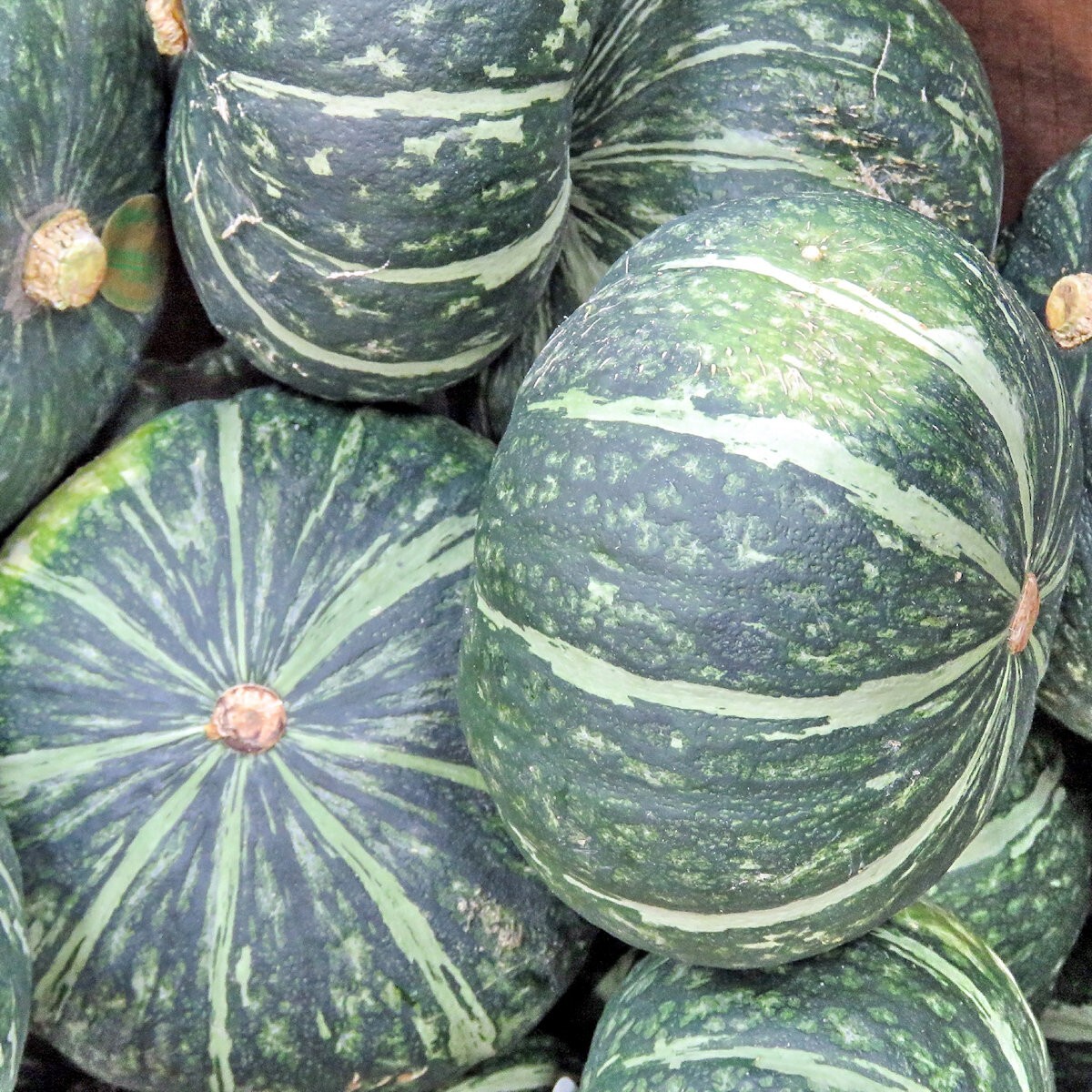1/4 Lb Burgess Buttercup Winter Squash Seeds – Everwilde Farms Mylar Seed Packet