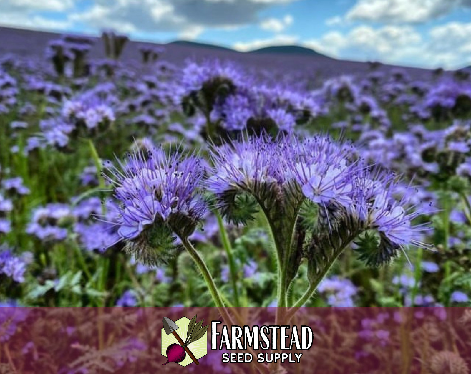 4,200+ Lacy Phacelia Seeds | Native Flower Gardening, Phacelia tanacetifolia