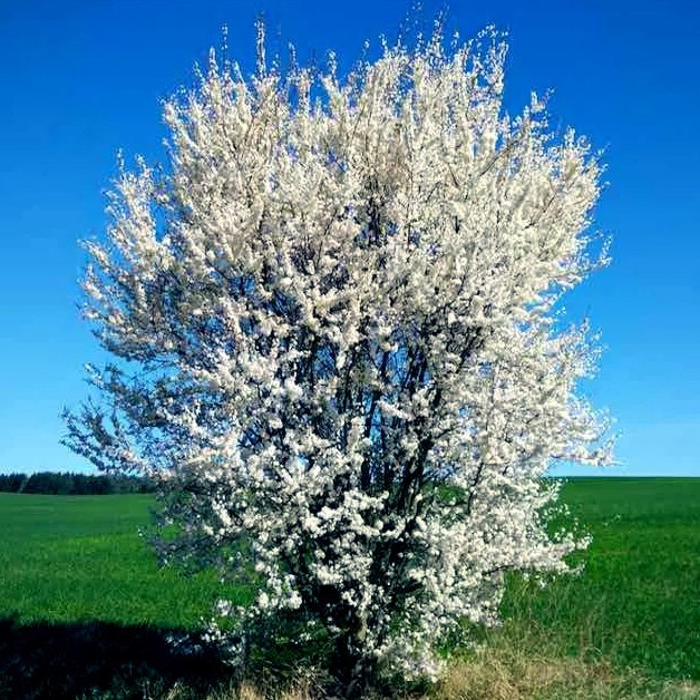 AMERICAN PLUM TREE SEEDS (Prunus americana) Fast Fruit Flower Plant Hardy-Zone 3