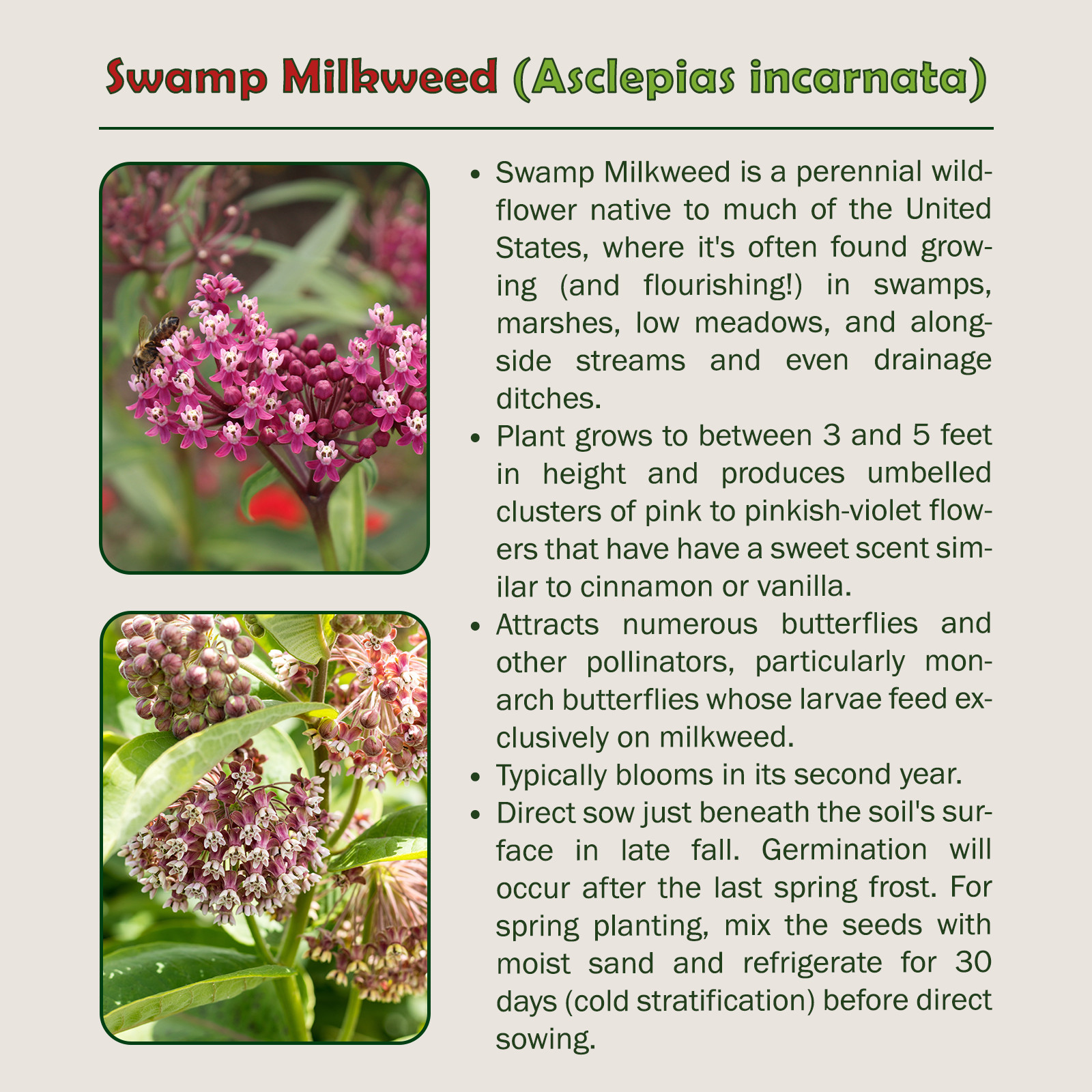 200 Swamp Milkweed Seeds, Monarch Butterfly & Pollinator Attractor, Genuine USA