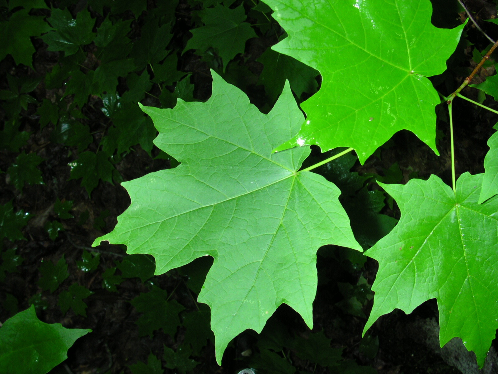 Sugar Maple (Acer saccharum Southern), 20 seeds
