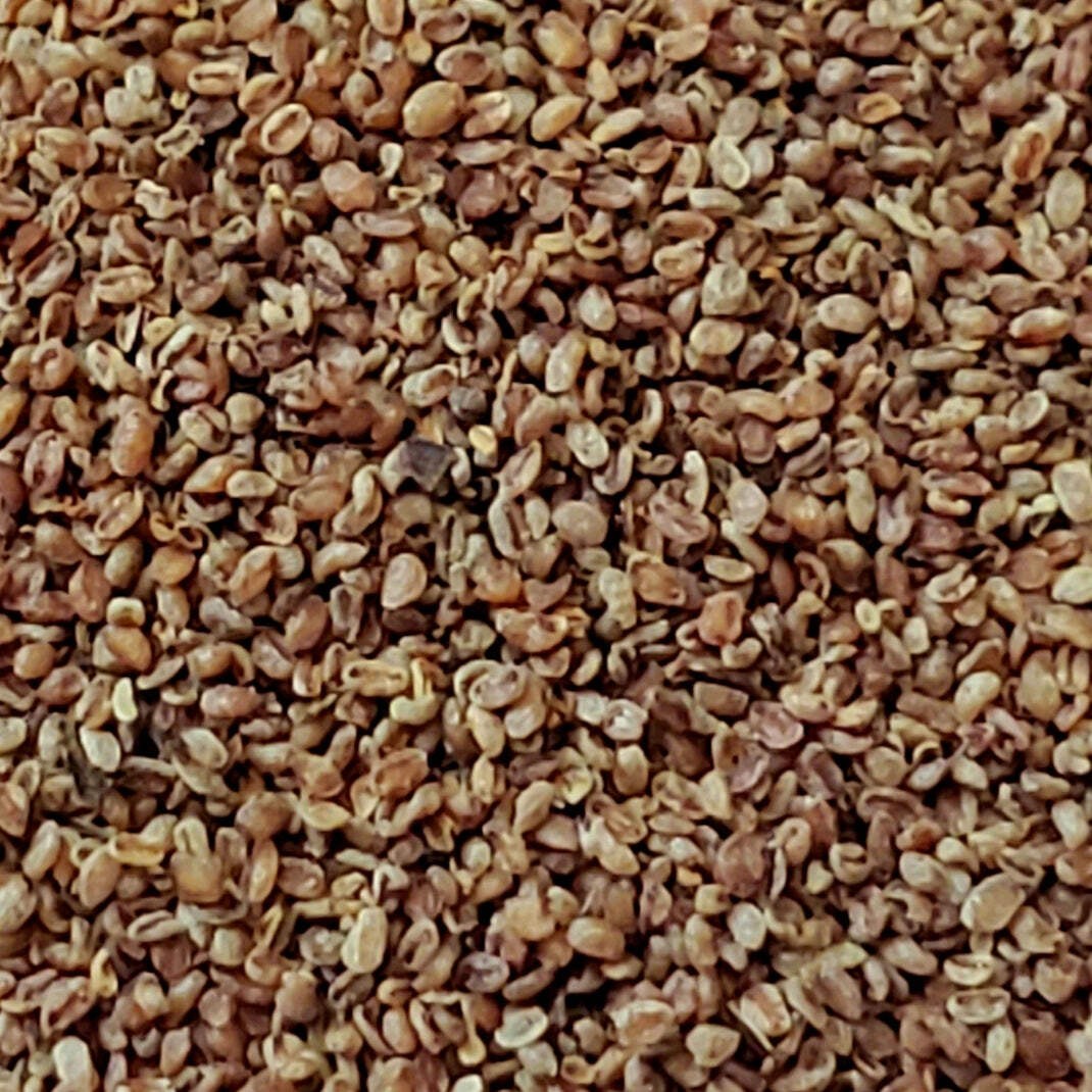 Culver’s Root Seeds (Veronicastrum virginicum) ~Native Wildflower Pollinator