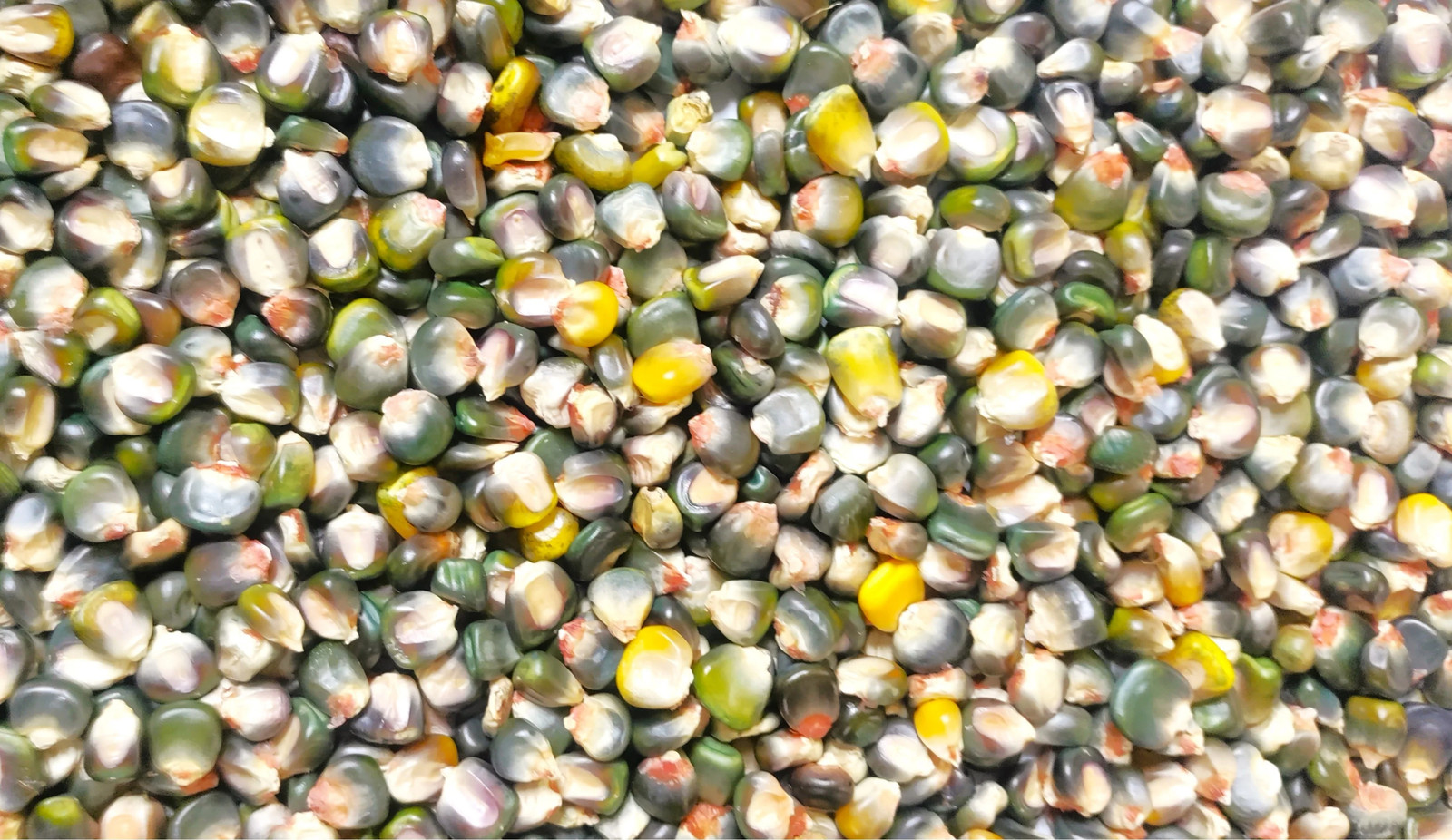 Green And Gold Dent Corn Seeds | Indian Ornamental Oaxacan Maize Flint Seed 2025