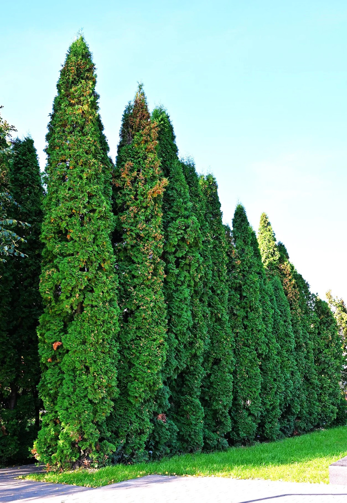 American Arborvitae (White Cedar) Seeds – For 2026 Planting Thuja Occidentalis