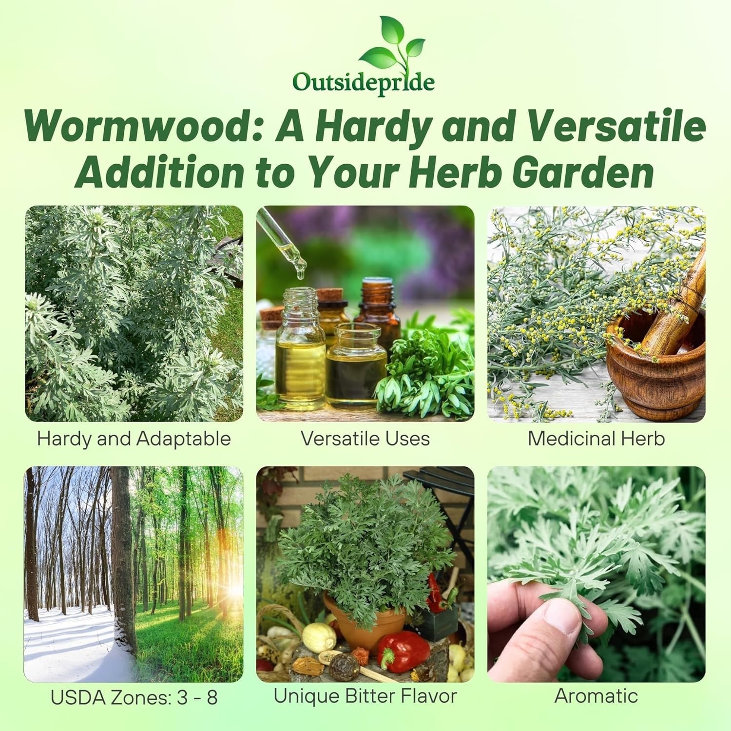 Perennial Wormwood Seeds (5000) – Low-Maintenance Herb with Yellow Summer Blooms