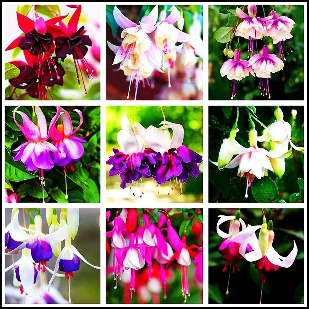 Mixed Fuchsia Flower Seeds Perennial Home Bonsai 100 Pcs Seeds