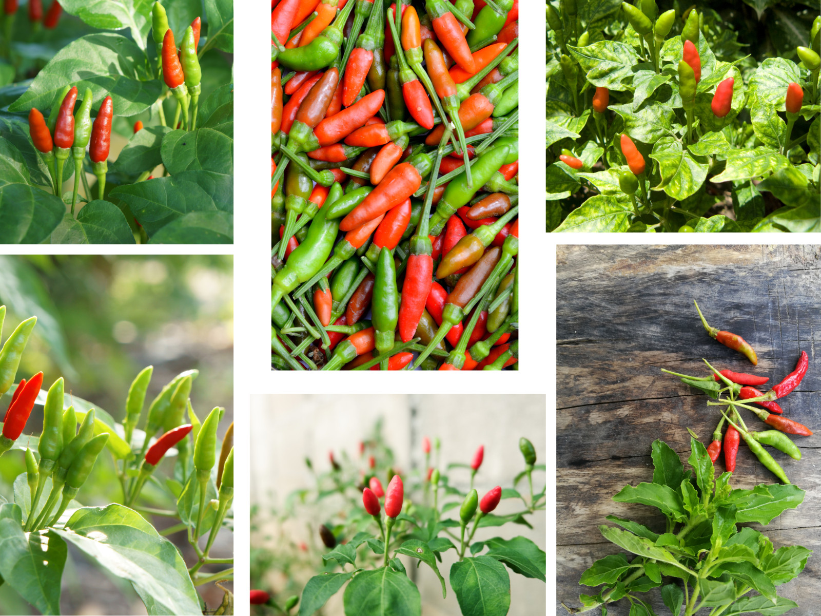 35 Seeds| Bird’s Eye Chili Peppers (Thai) Seeds#6039