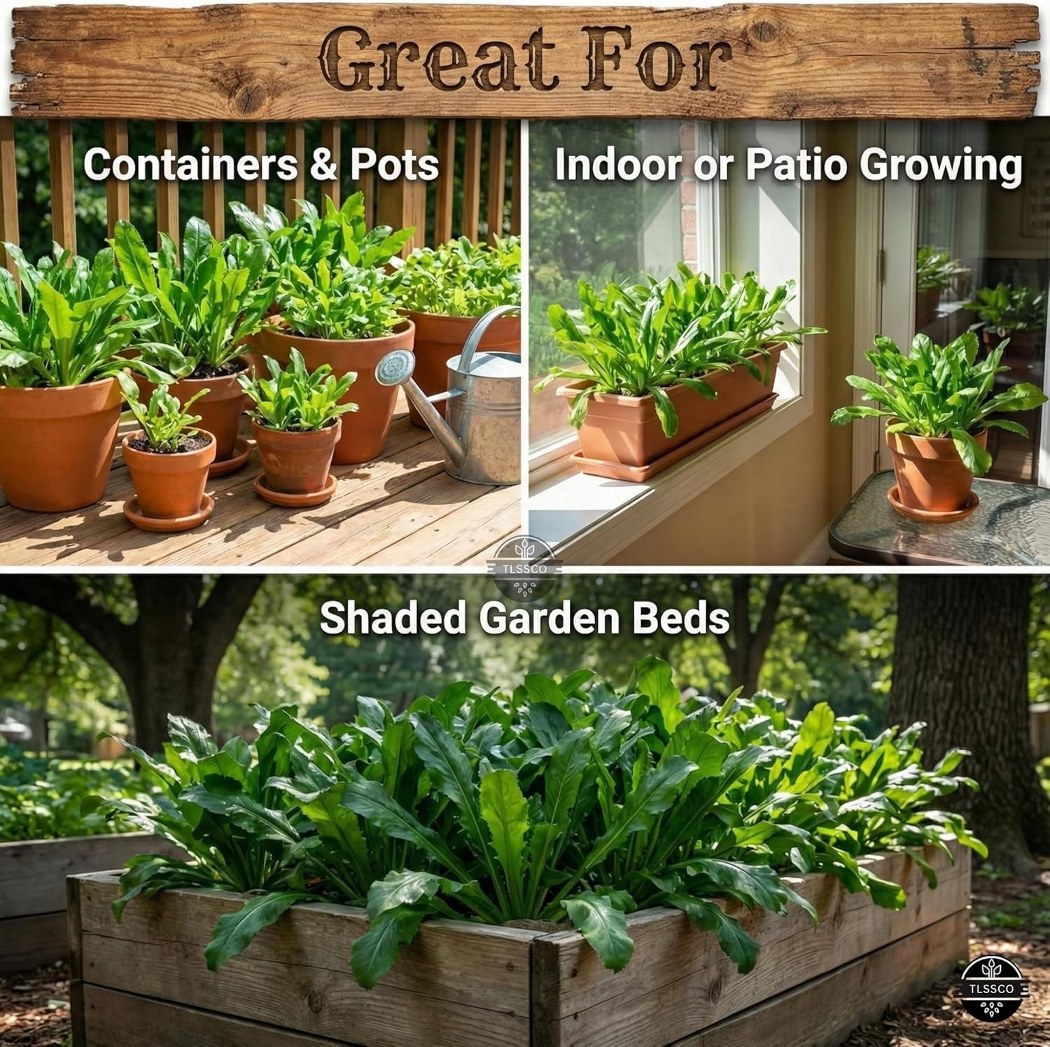 3049+ Culantro Seeds – Heirloom Herb Seeds for Planting, Slow-Bolting, Flavorful