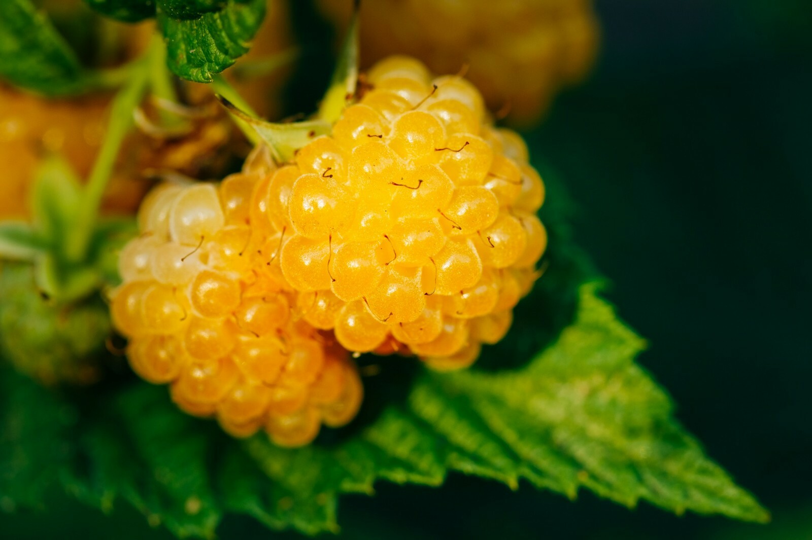 Salmonberry – Fruit bearing shrub – {RUBUS spectabilis} 50+ seeds Free Shipping!