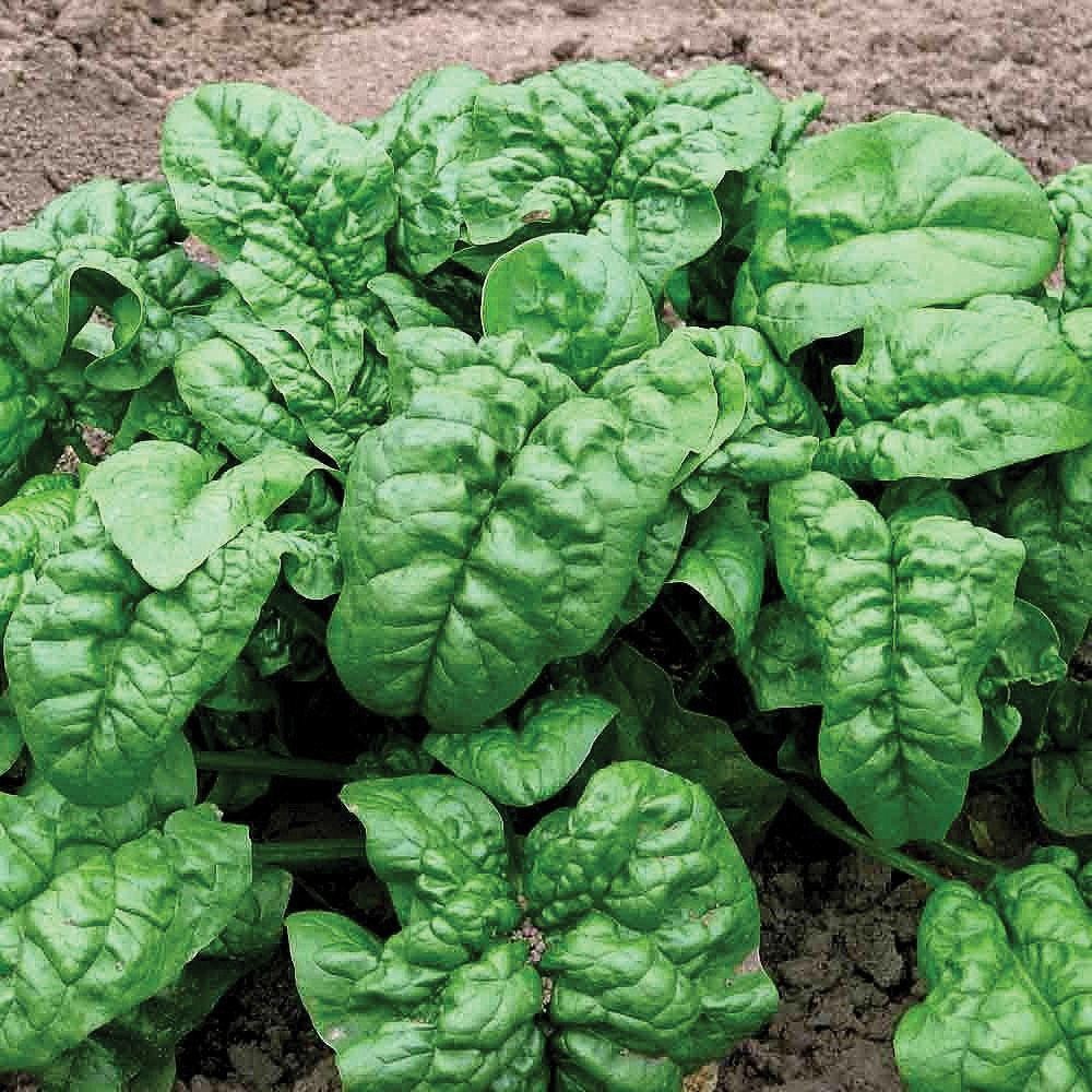 100 GIANT NOBEL SPINACH SEEDS ~ heirloomseedguy ~ 2026 ~ NON-GMO