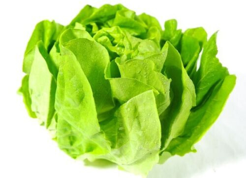 1000+PCS VIETNAMESE BUTTERHEAD LETTUCE SEEDS, HẠT XÀ LÁCH MỠ | 98% GERMINATION |