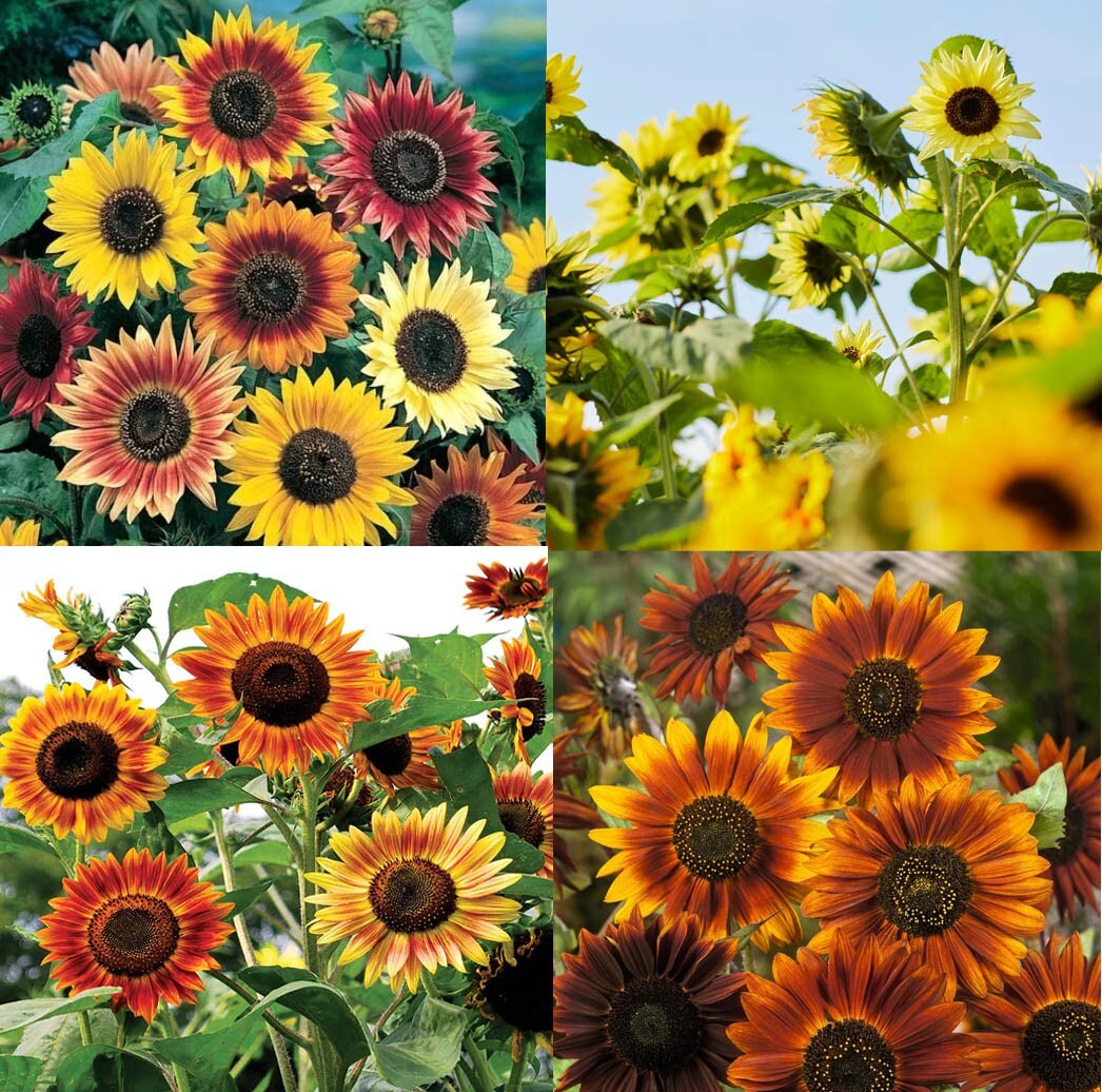 Sunflowers LANDSCAPER’S PACK Bulk Tall Branching Sunflowers Viable USA 400 Seeds