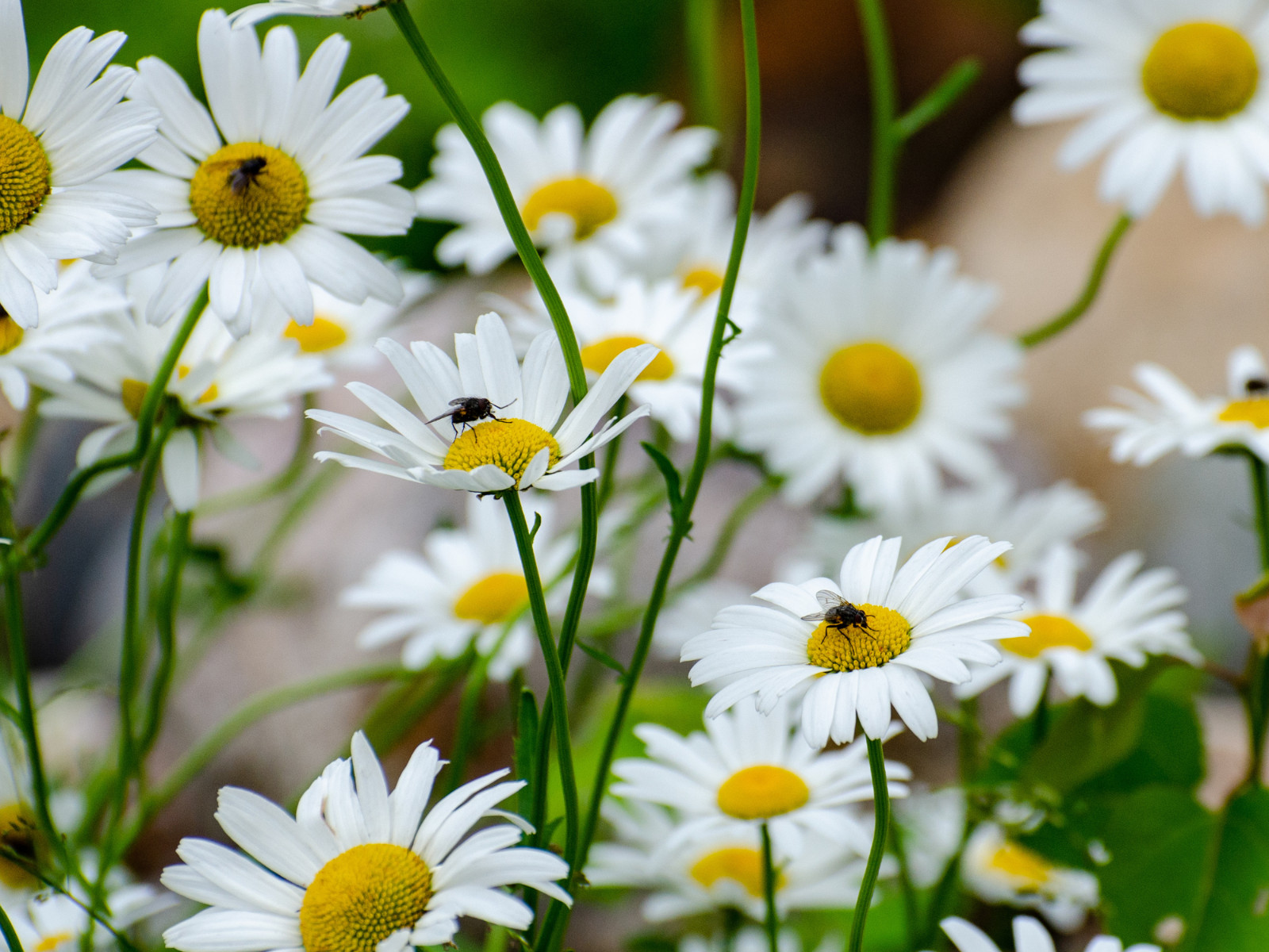 100 Seeds| Shasta Daisy Seeds #N009