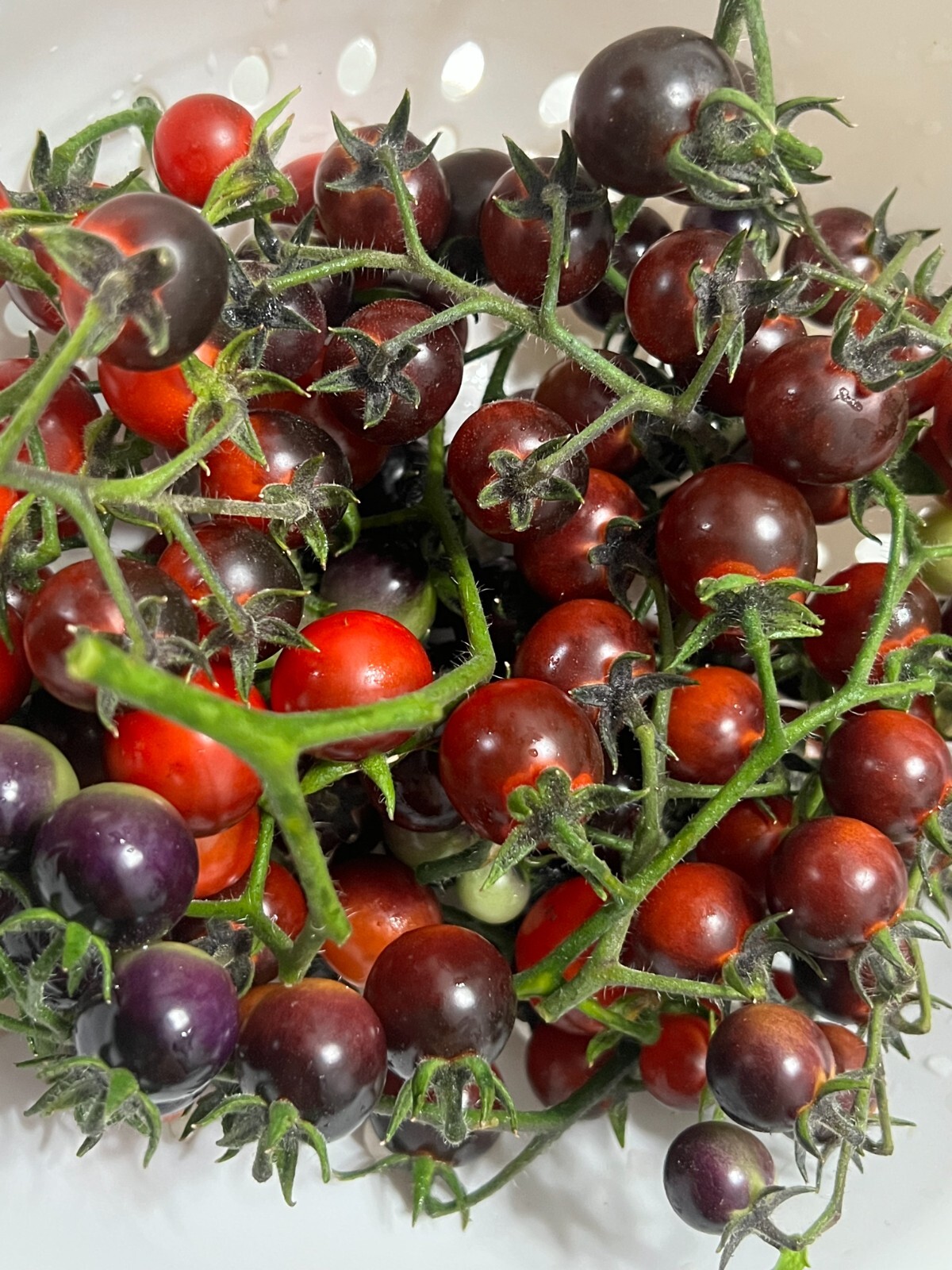 Blue Berries Tomato Seeds | Organic | Indigo Variety | Rare | Antioxidant Rich