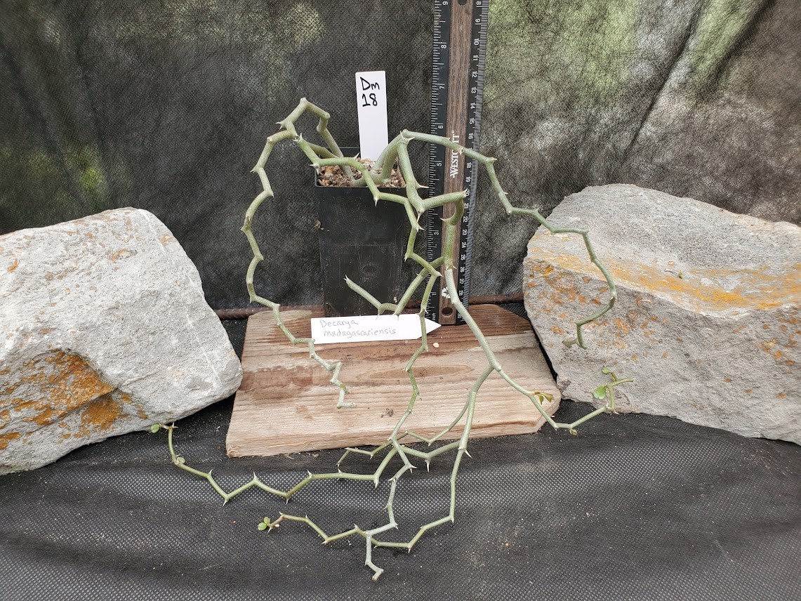 Decarya madagascariensis – Zig Zag Plant – Madagascar – Rooted Lot Dm18
