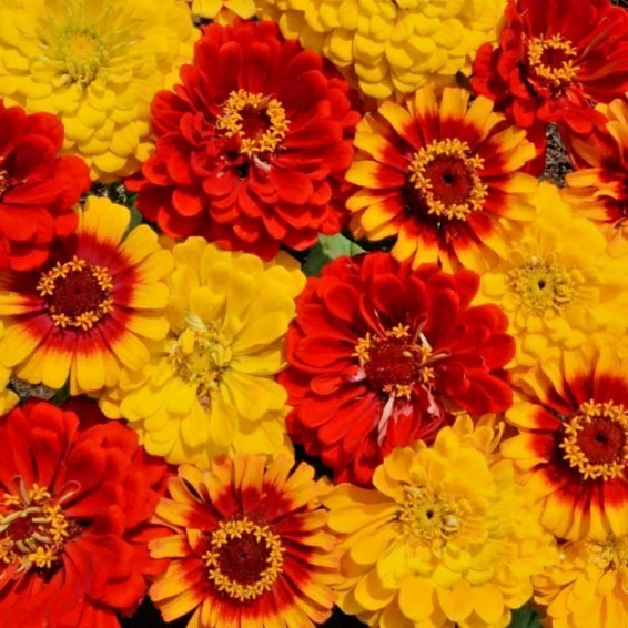 100 SOUTH OF THE BORDER ZINNIA SEED MIX | SALE FREE SHIPPING NON GMO HEIRLOOM