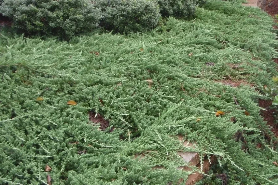 10 Seeds Creeping Juniper Juniperus horizontali, US Native Evergreen Shrub
