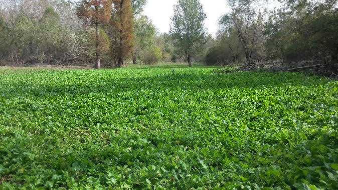 3 LBS DEER GREENS PURPLE TOP TURNIP DAIKON RADISH RAPE SEED DEER FOOD PLOT SEED