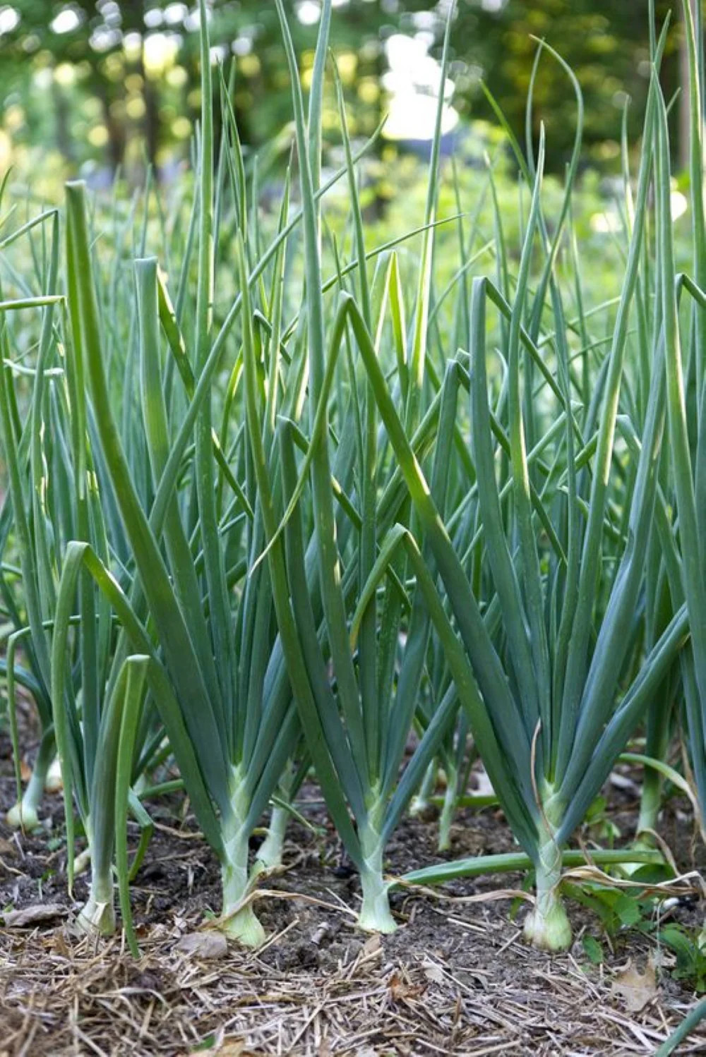 Tokyo Long White Scallion Seeds | Green Spring Onion Chives Asian Vegetable 2024