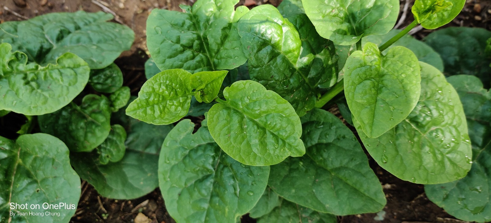 Green Malabar Spinach Seeds /Ceylon /Mồng Tơi  for 2025 season USA Seller