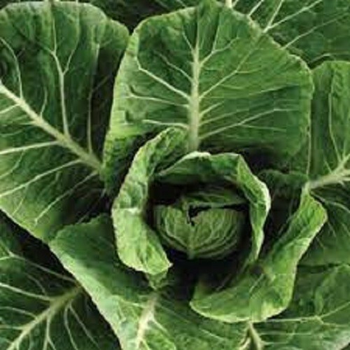Premium Vates Collard Greens – Fresh Organic Heirloom Seeds – Buy any 3, 20% off