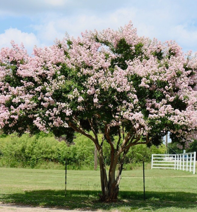 25 EXOTIC CRAPE MYRTLE SEEDS Dwarf Tree – White with Pink Frosting USA SELLER