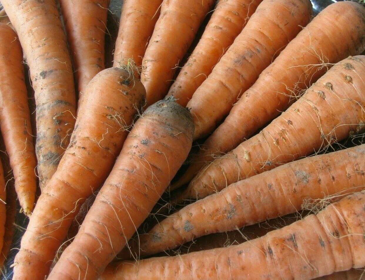 CARROT SEEDS 1000+ DANVERS 126 vegetable GARDEN culinary SOUPS FREE SHIPPING