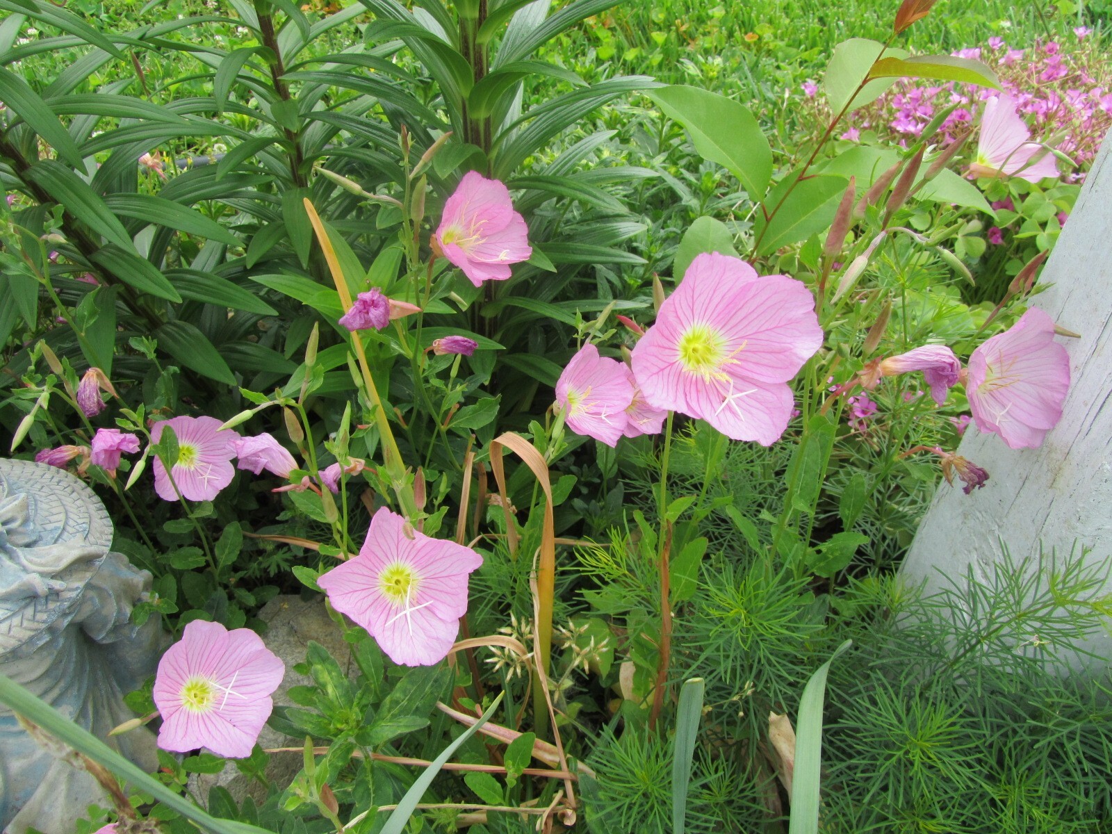 3 Plants Pink Showy Evening Primrose,Oenothera Speciosa Hardy Perennial