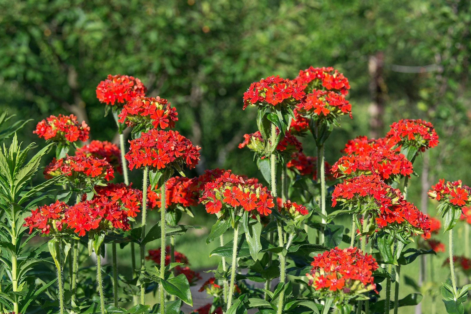 70 RED LYCHNIS Chalcedonica / Rose Campion / Catchfly Flower Seeds *Flat S/H