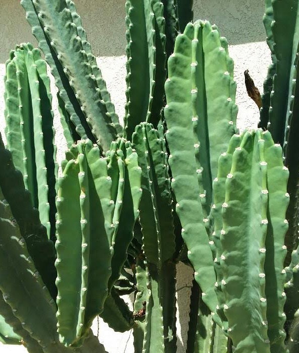 Live Cactus Cuttings – Cereus Repandus Apple Cactus (6 inches)