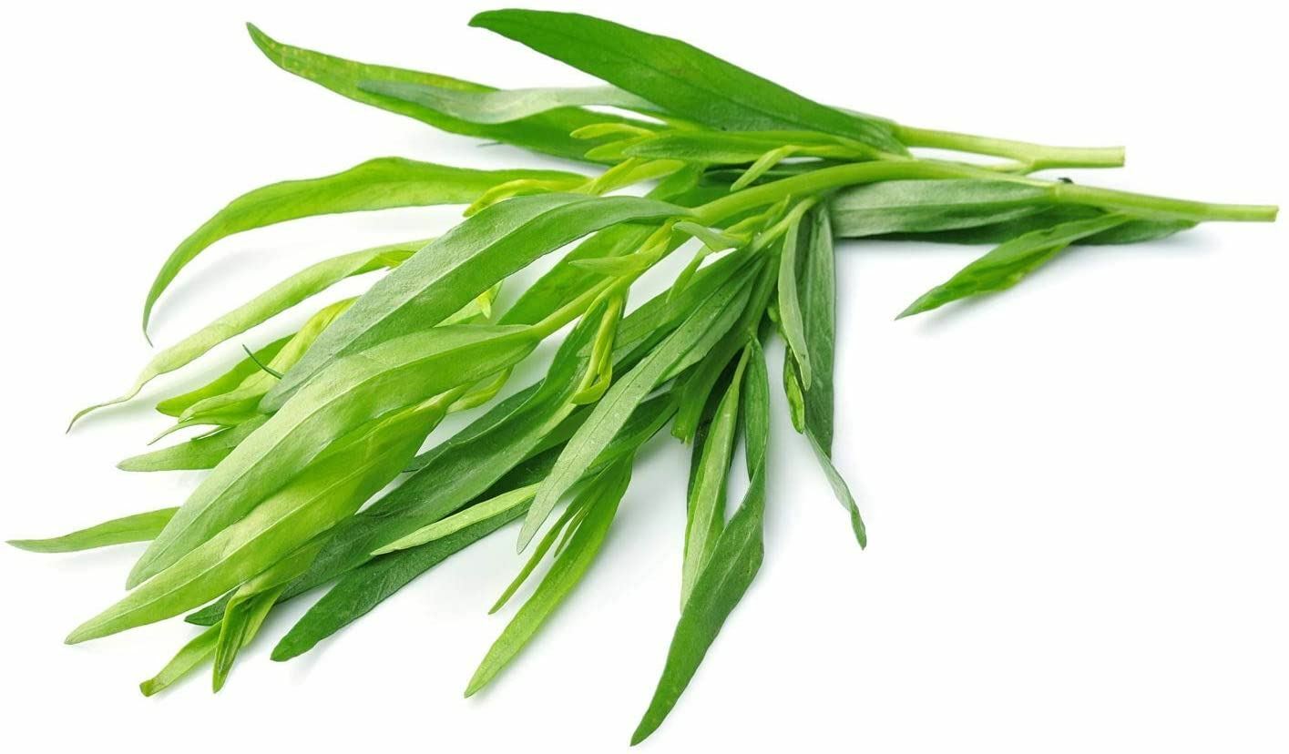 Tarragon Herb Seeds,”COOL BEANS N SPROUTS” Brand. Herb. Non-GMO. Home Gardening.