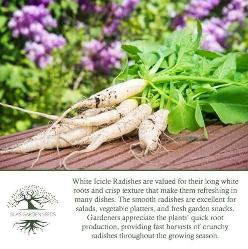 White Icicle Radish Seeds (Raphanus sativus)– 200+ Heirloom Non-GMO Seeds by