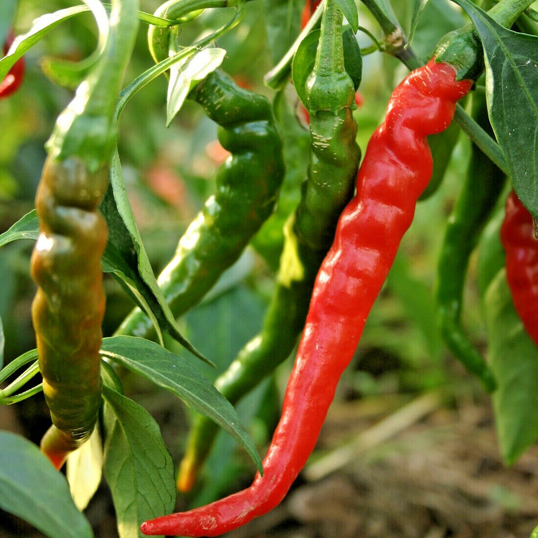 101+CAYENNE Hot Red PEPPER Seeds Organic Summer Vegetable Garden Container Easy