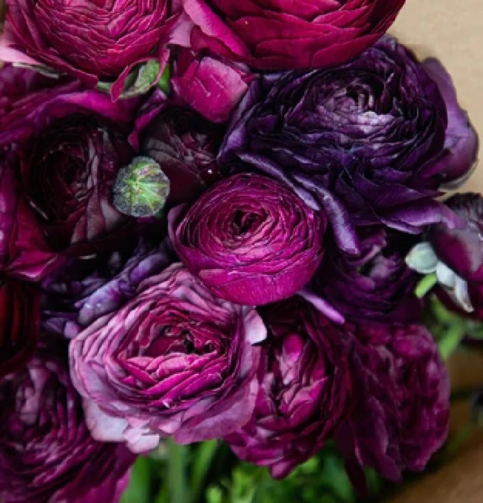 Purple Ranunculus Flowers 15 Bulbs Buttercup Peony Rose Wedding Flowers Planting