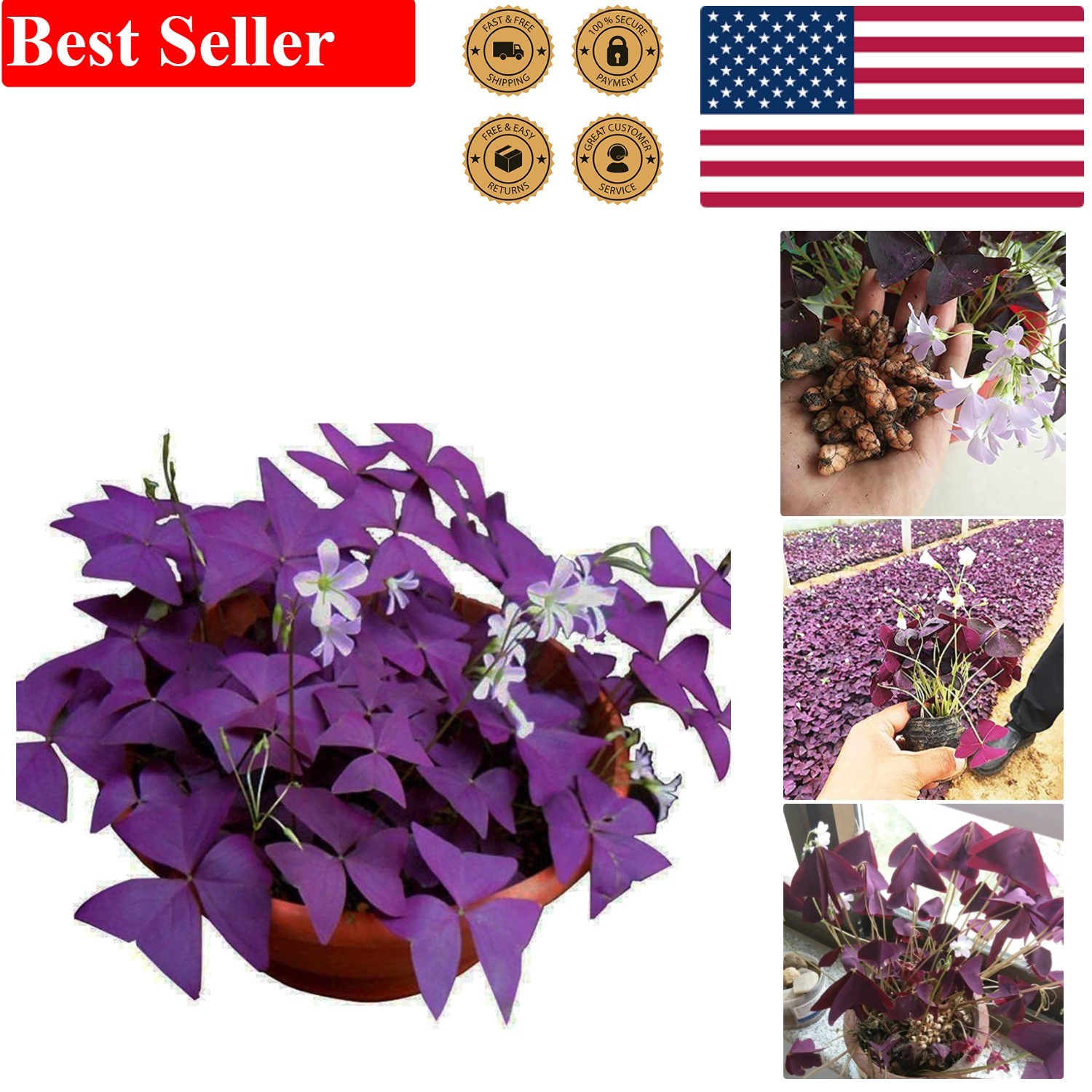 Oxalis Triangularis – 10 Purple Shamrock Bulbs for Indoor & Outdoor Elegance