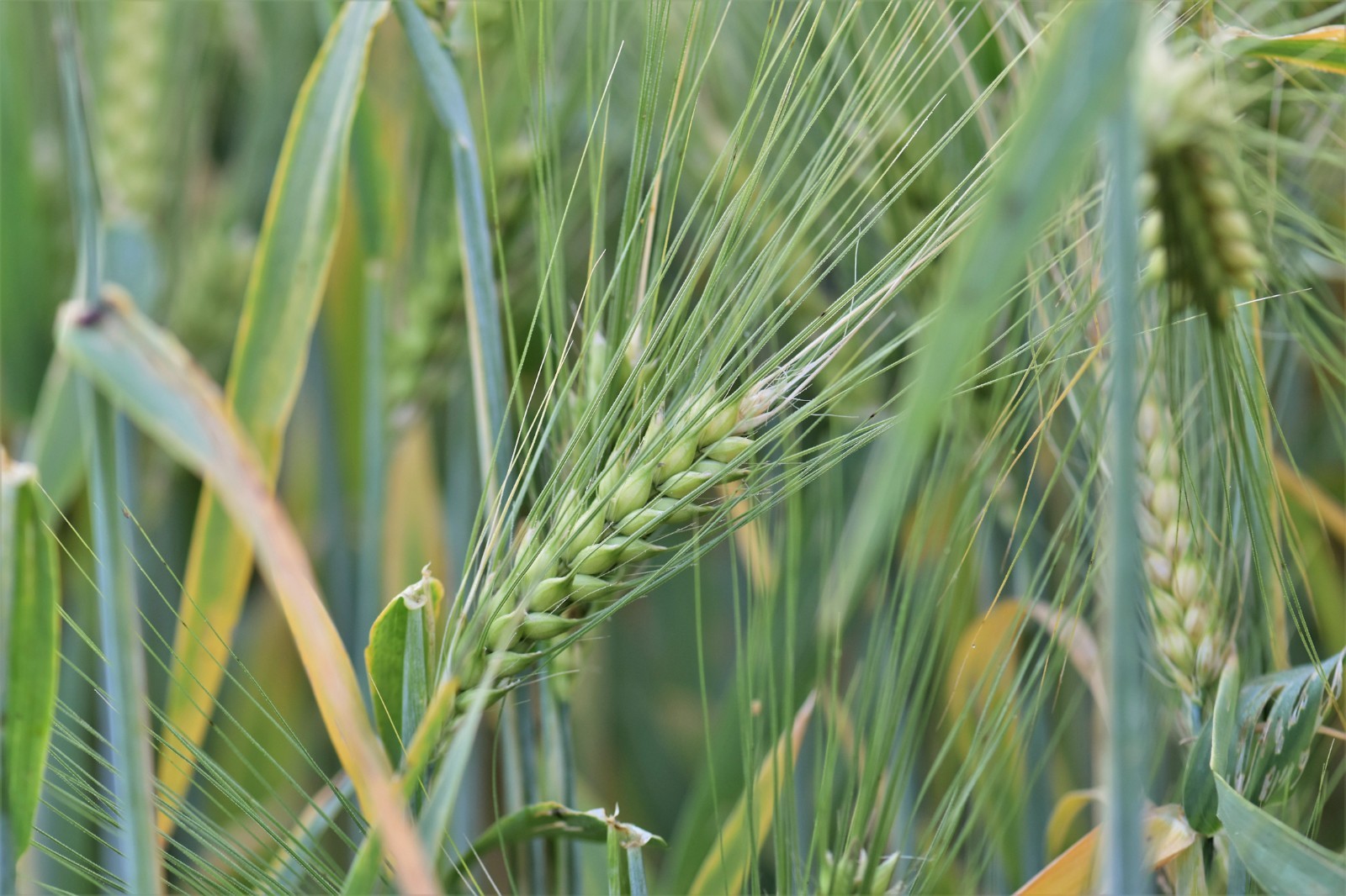 500 Hard Red Spring Wheat Grain Seeds! -Heirloom Wheat-All Natural Non GMO