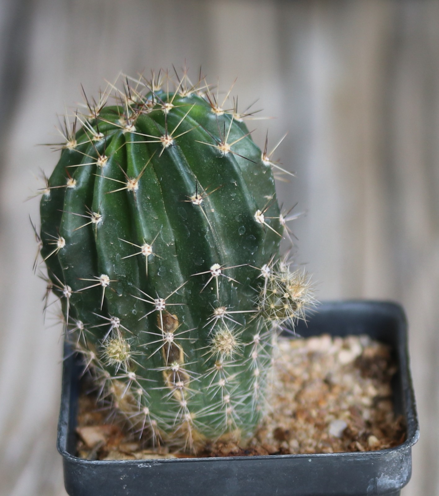 Echinopsis hybrid ‘Candy Cream’