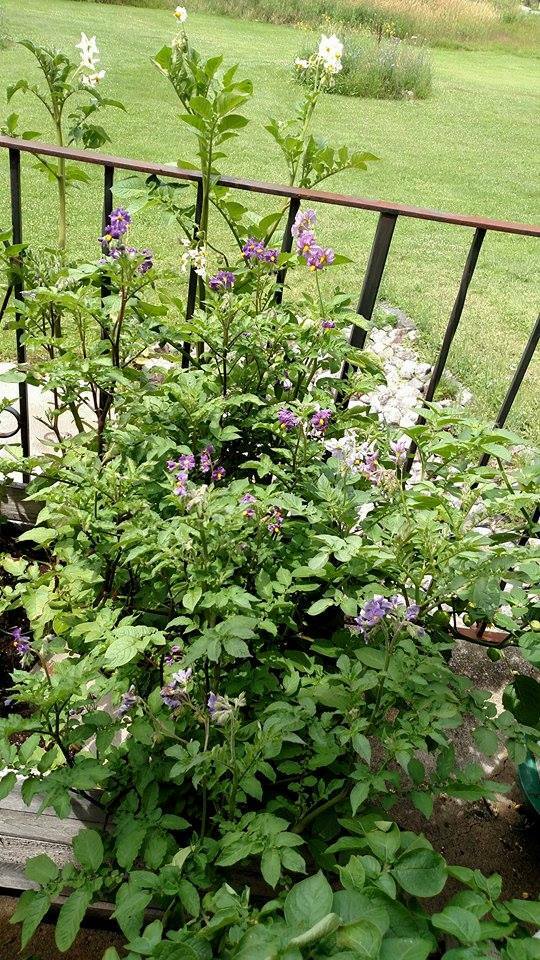 True Potato Seeds 50 seeds Organic TPS Purple Red Yellow Color Mix Potato Berry