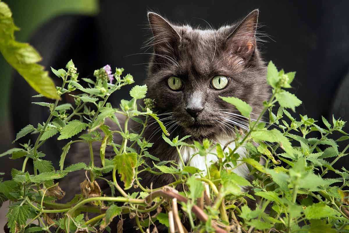 Catnip Seeds Organic Free Shipping! High Germination!